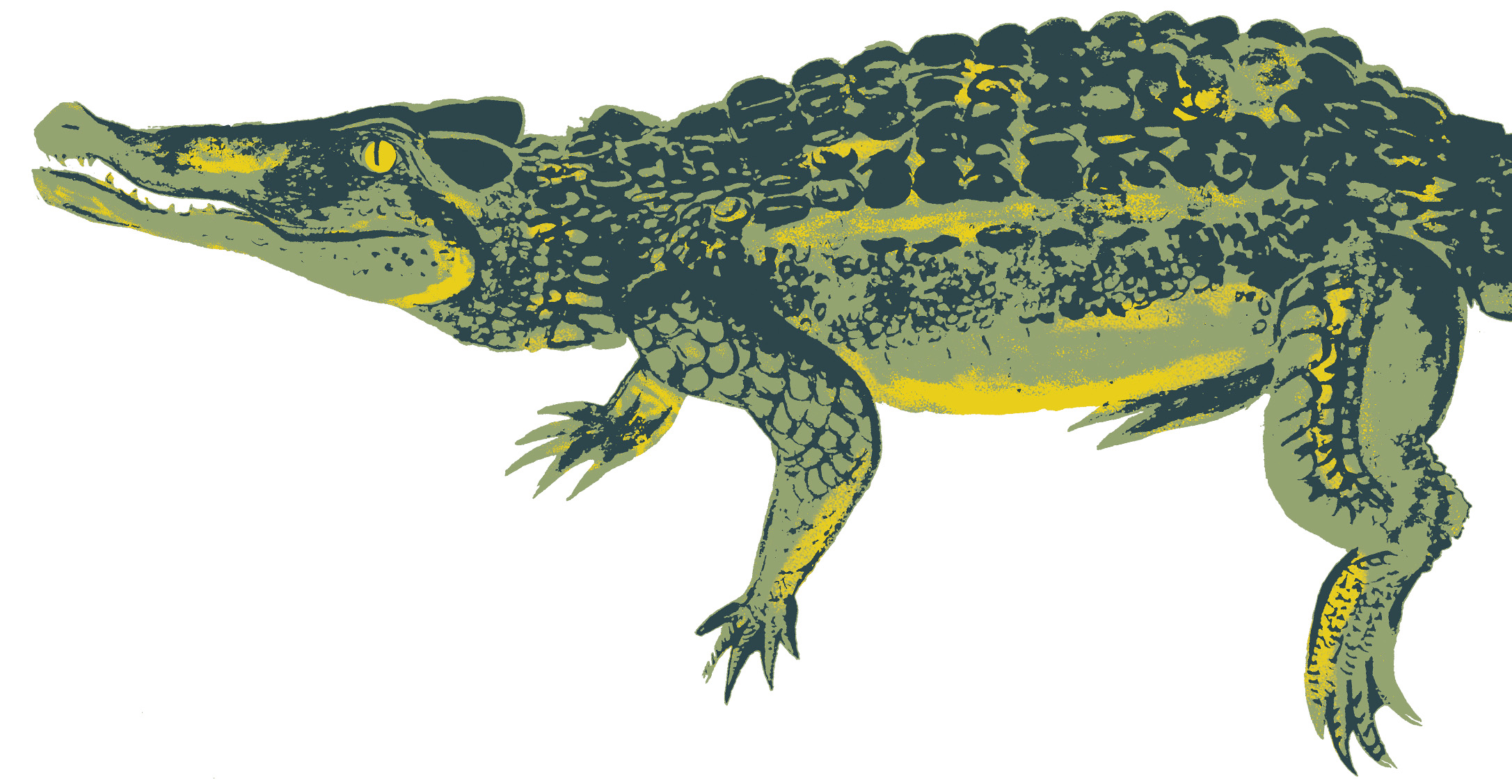 crocodile | Le Bestiaire