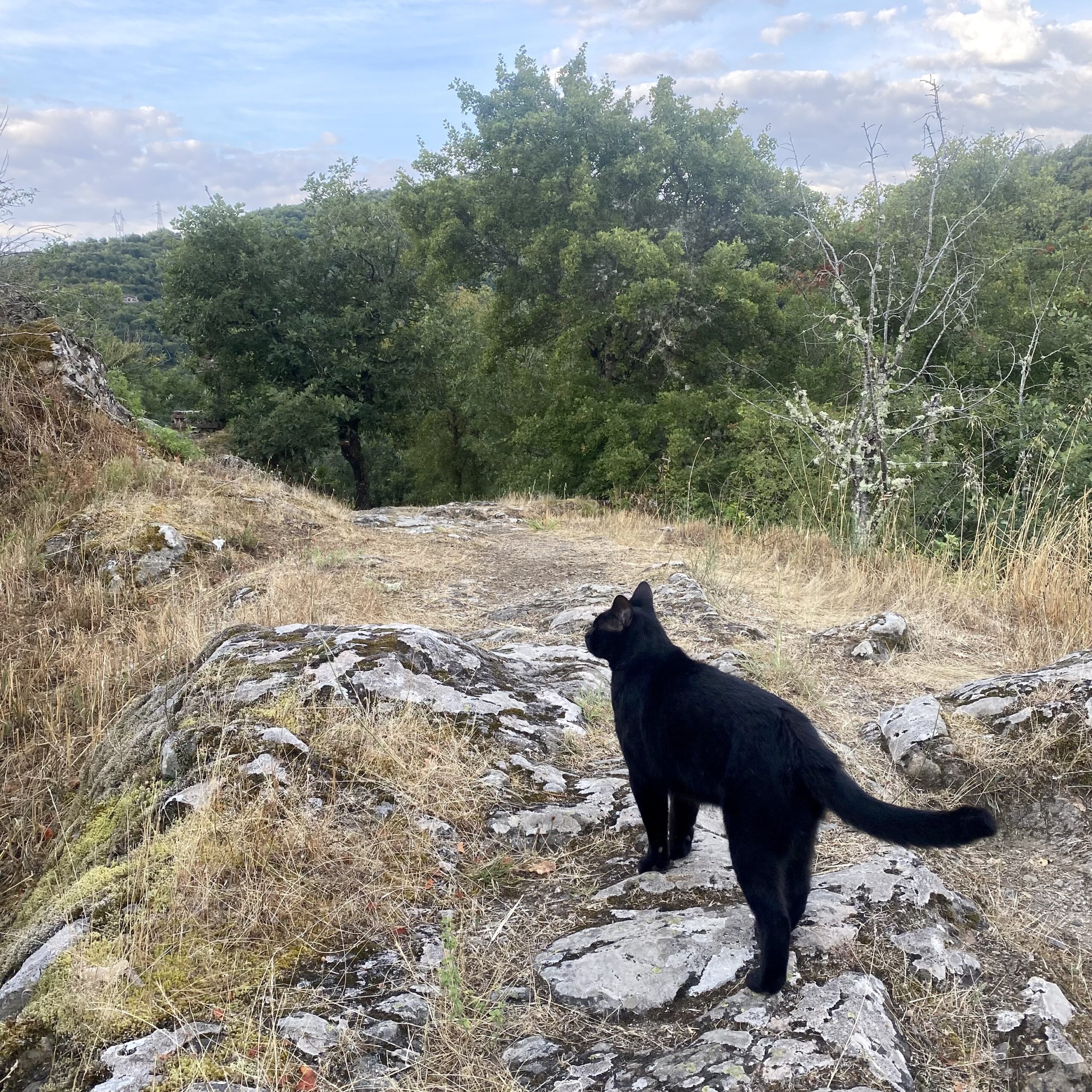 Housse de coussin - Nestor – Image 5